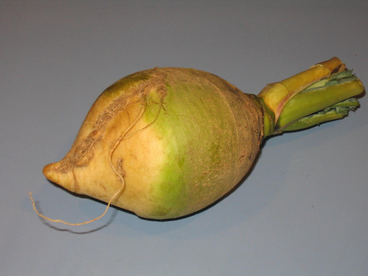 The Eastham Turnip
