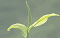 Upton Tea Imports leaf image