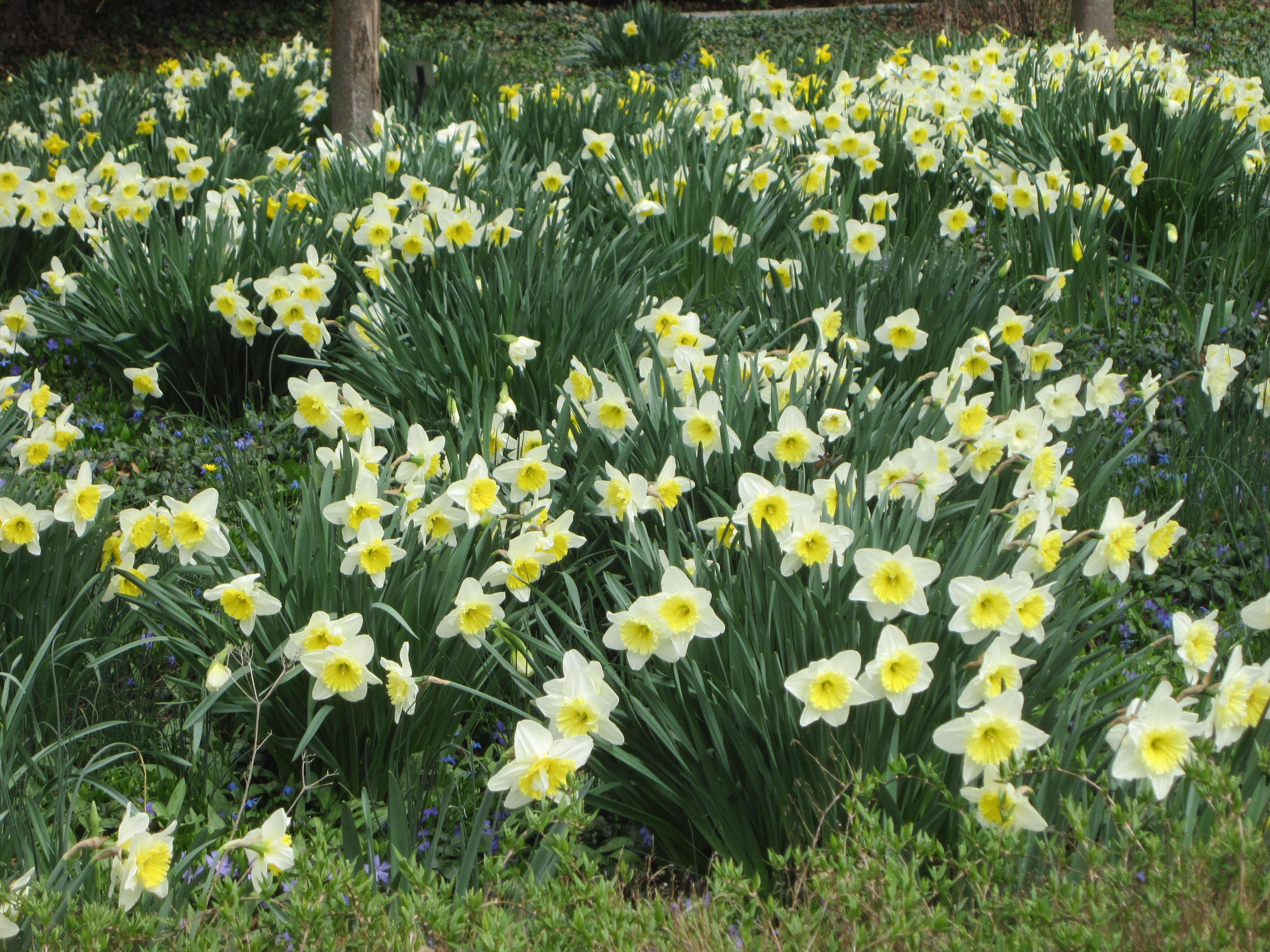Blithewold Daffodil Days