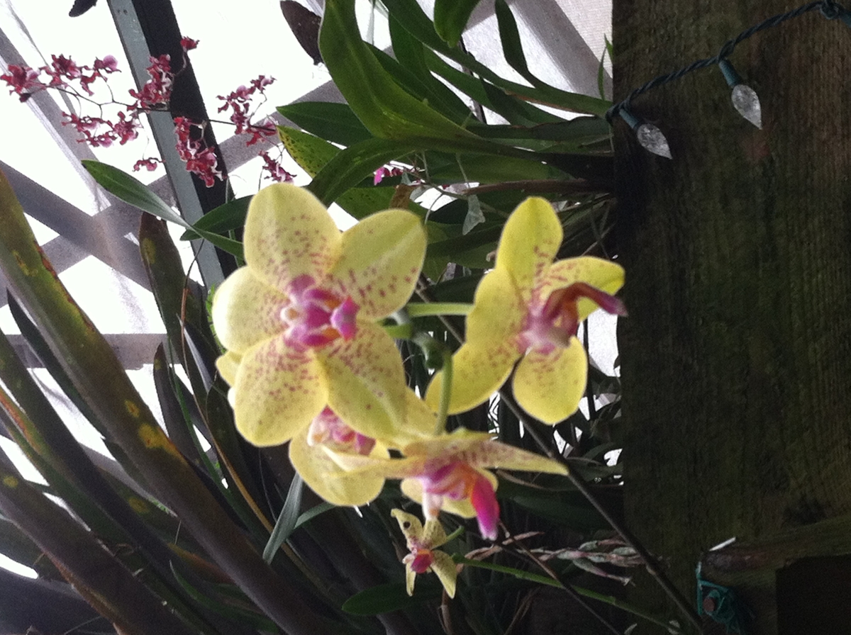 orchid at Magic Wings