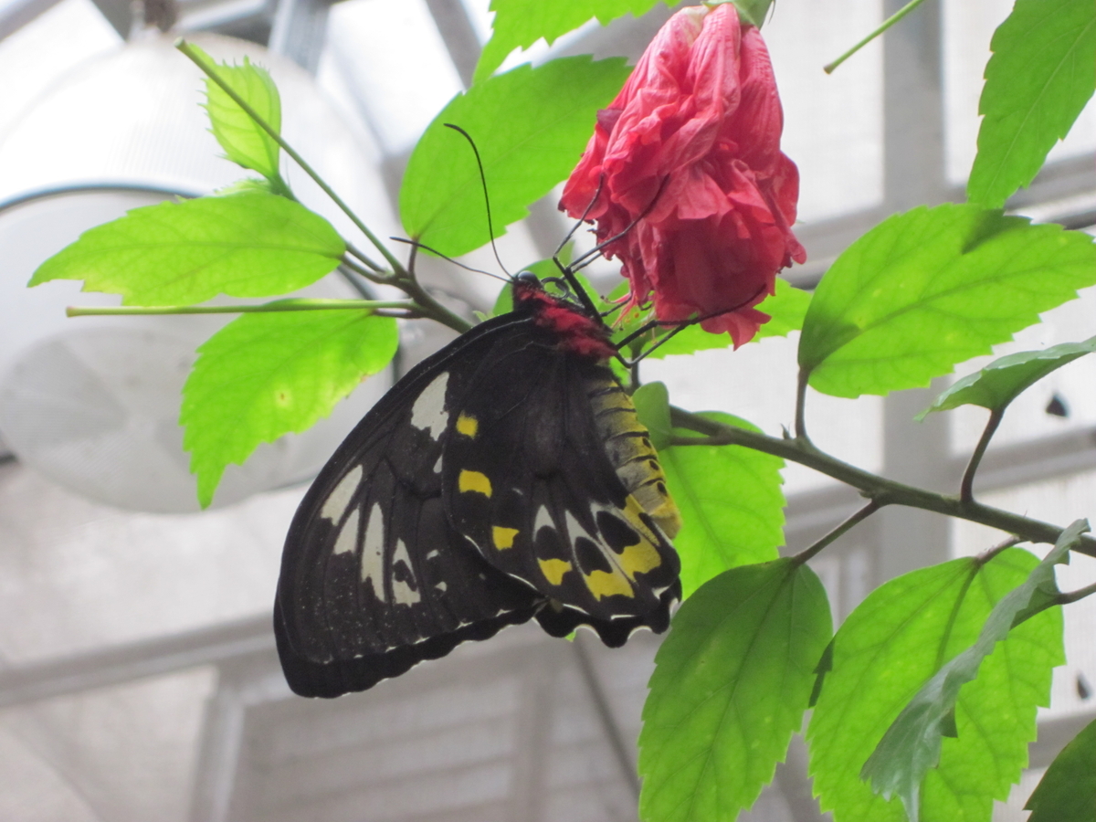 Magic Wings Butterfly Conservatory