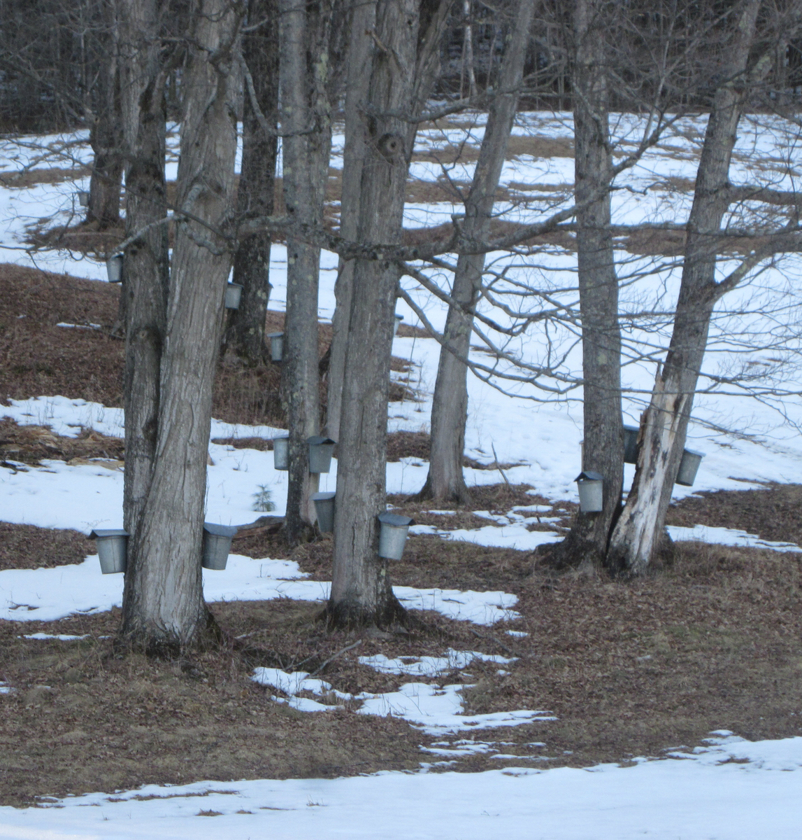 Maple Sugaring Time