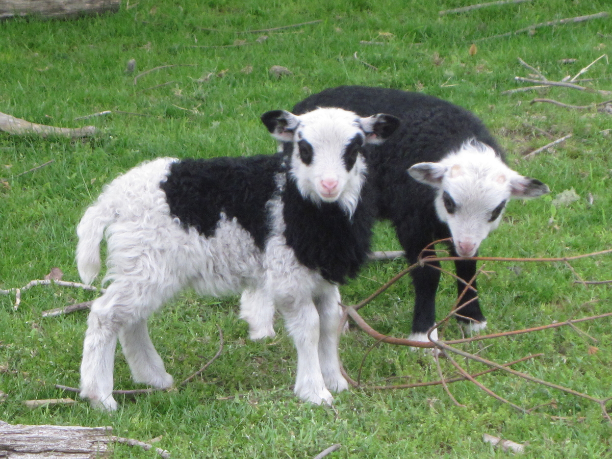 Spring Lambs