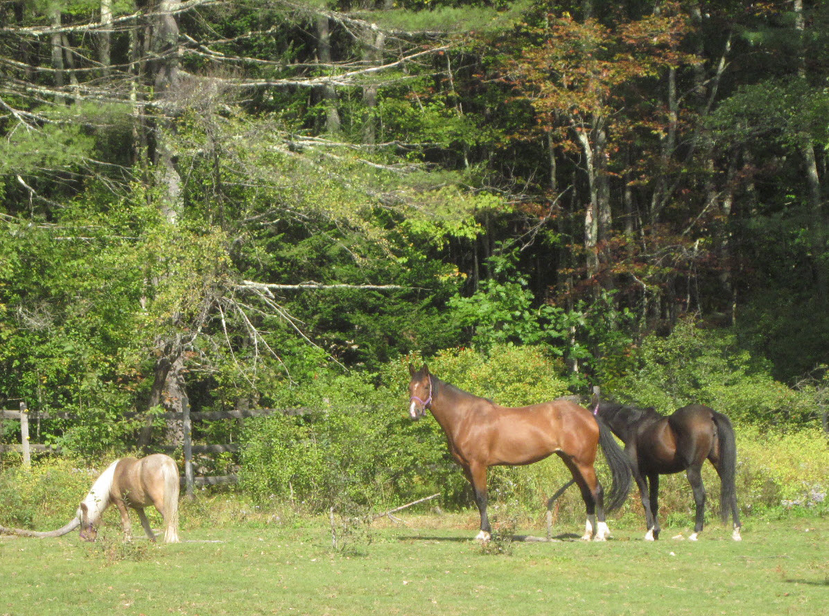 horses in Fryeburg, ME