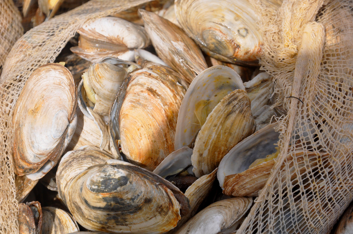 clams, photo by Richmond Talbot