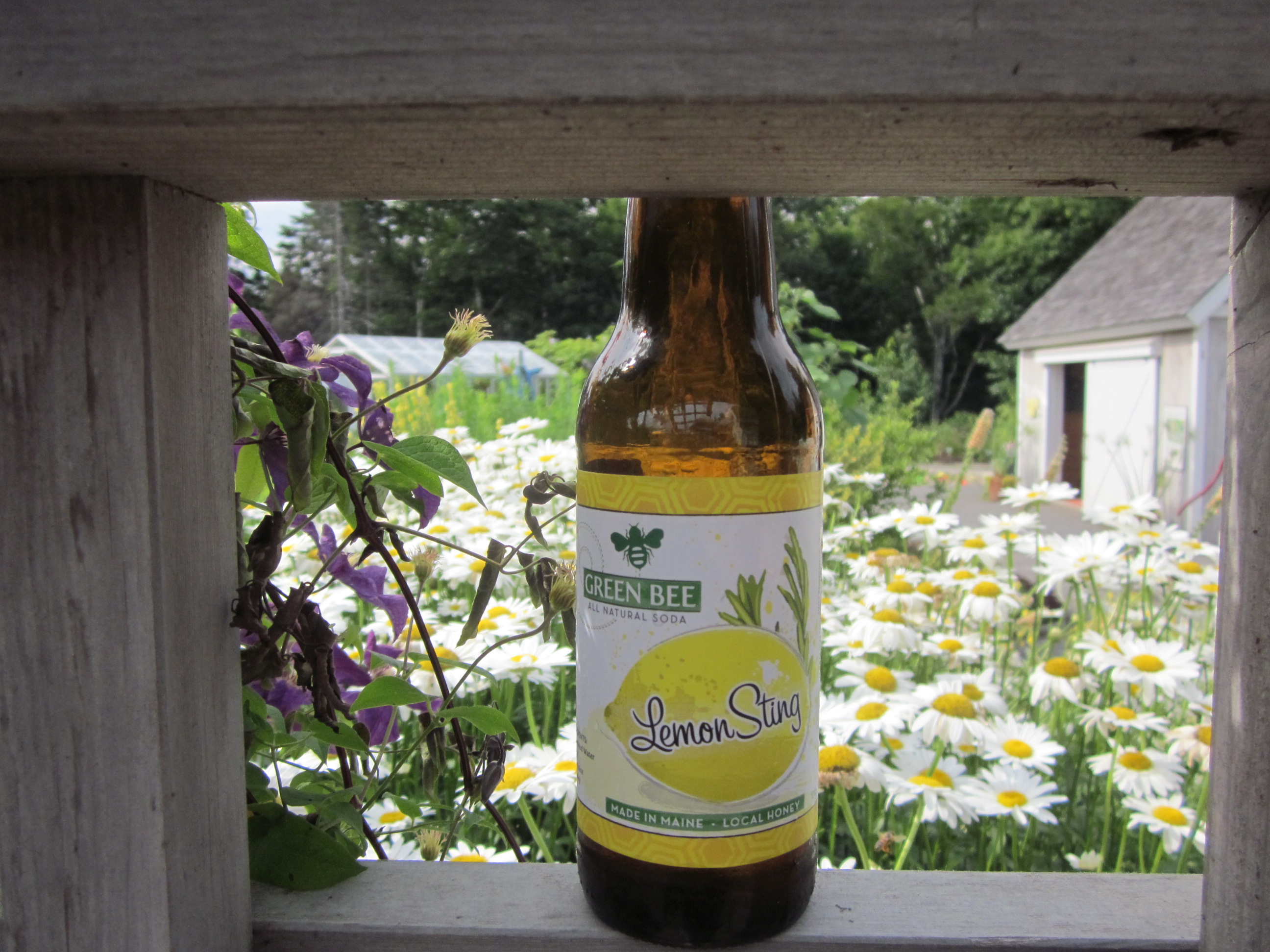 Lemon Sting from Green Bee Sodas