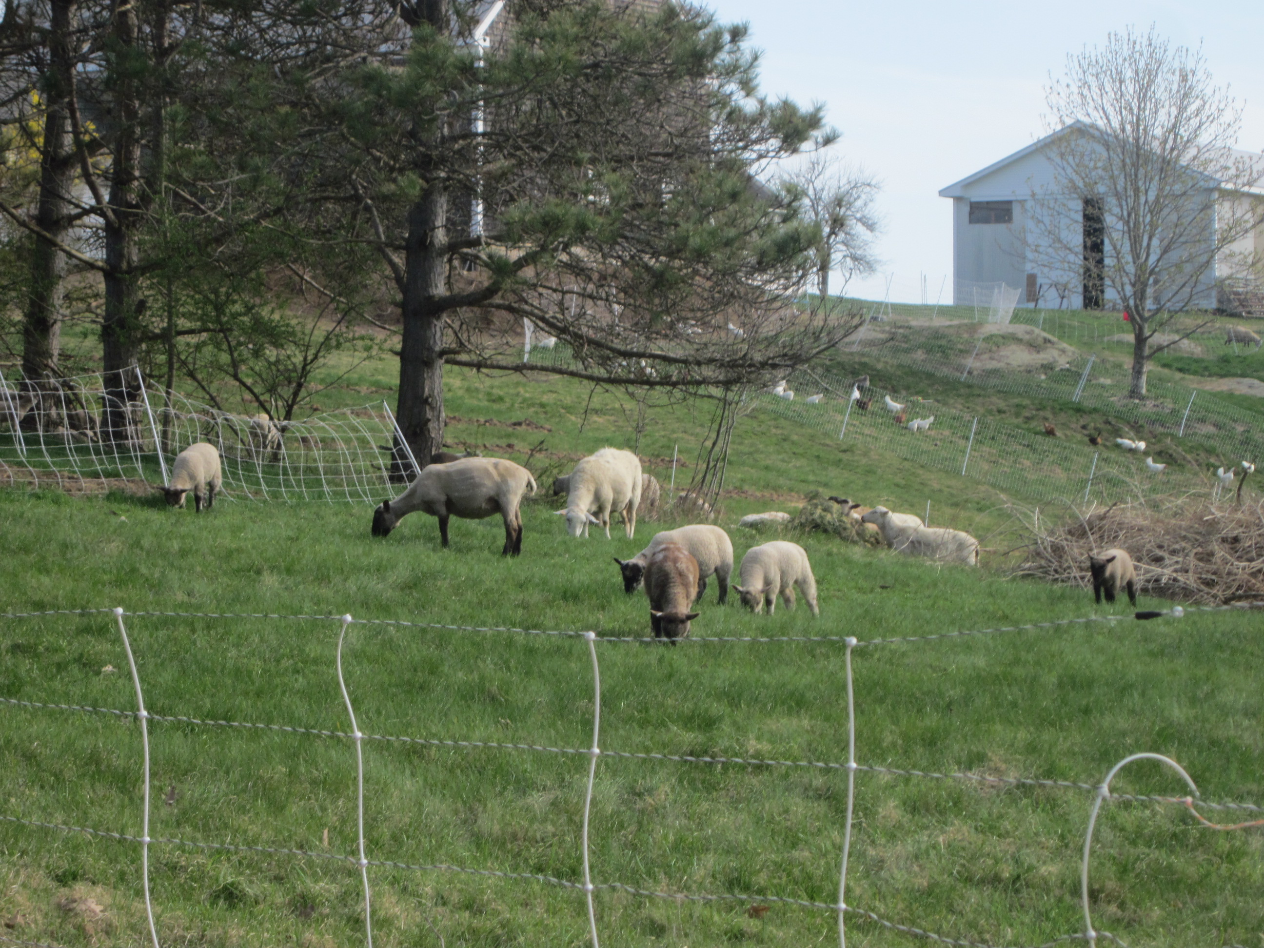 Lambs at Two Coves Farm