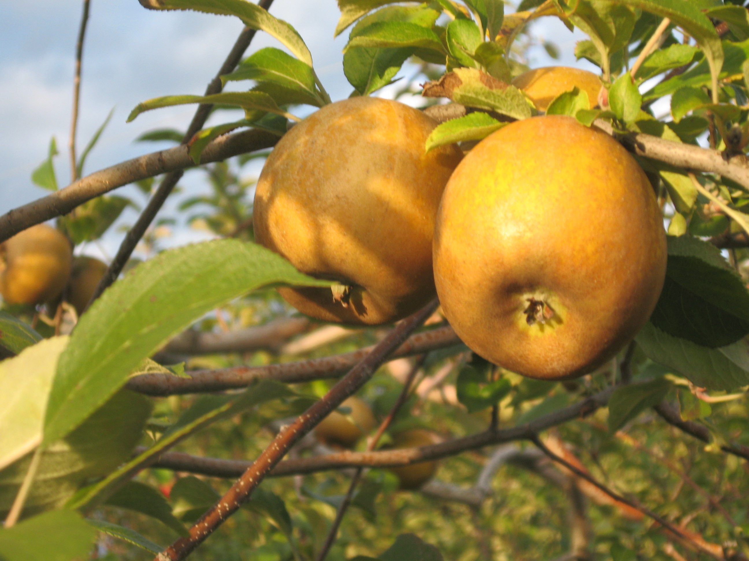 Golden Russets