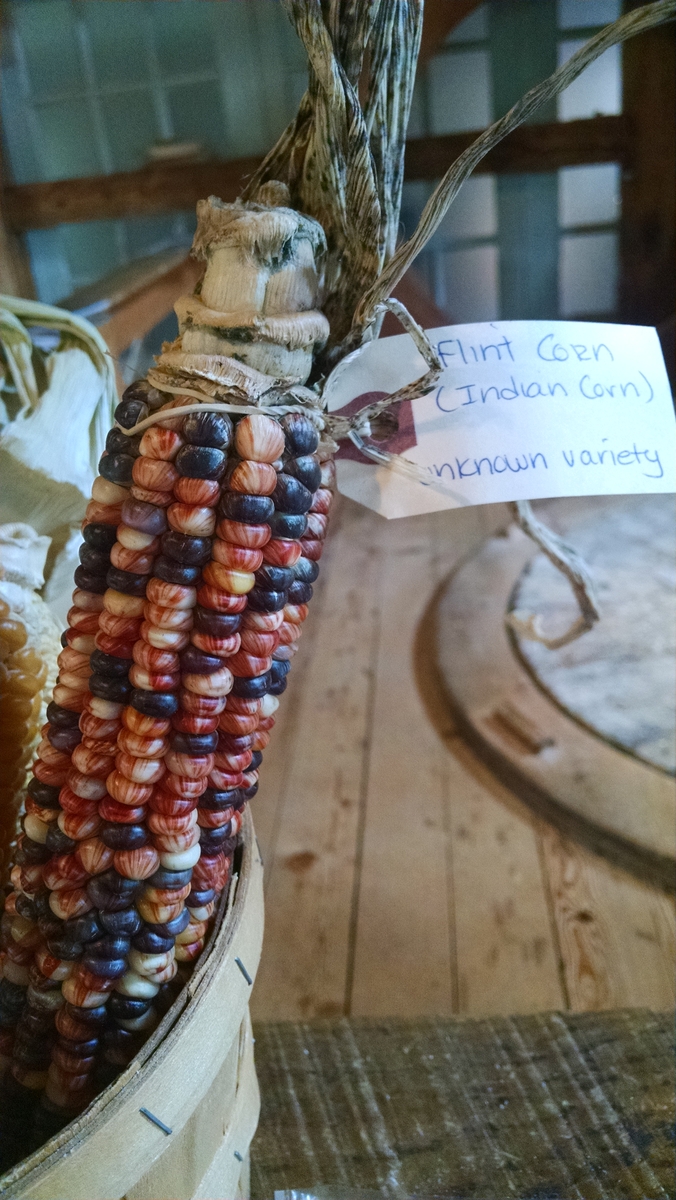 Narragansett White, a variety of Flint Corn