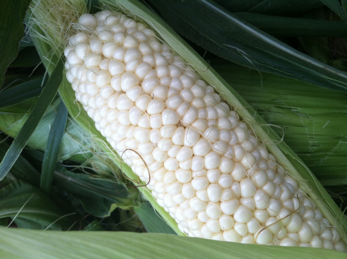 White Sweet Corn