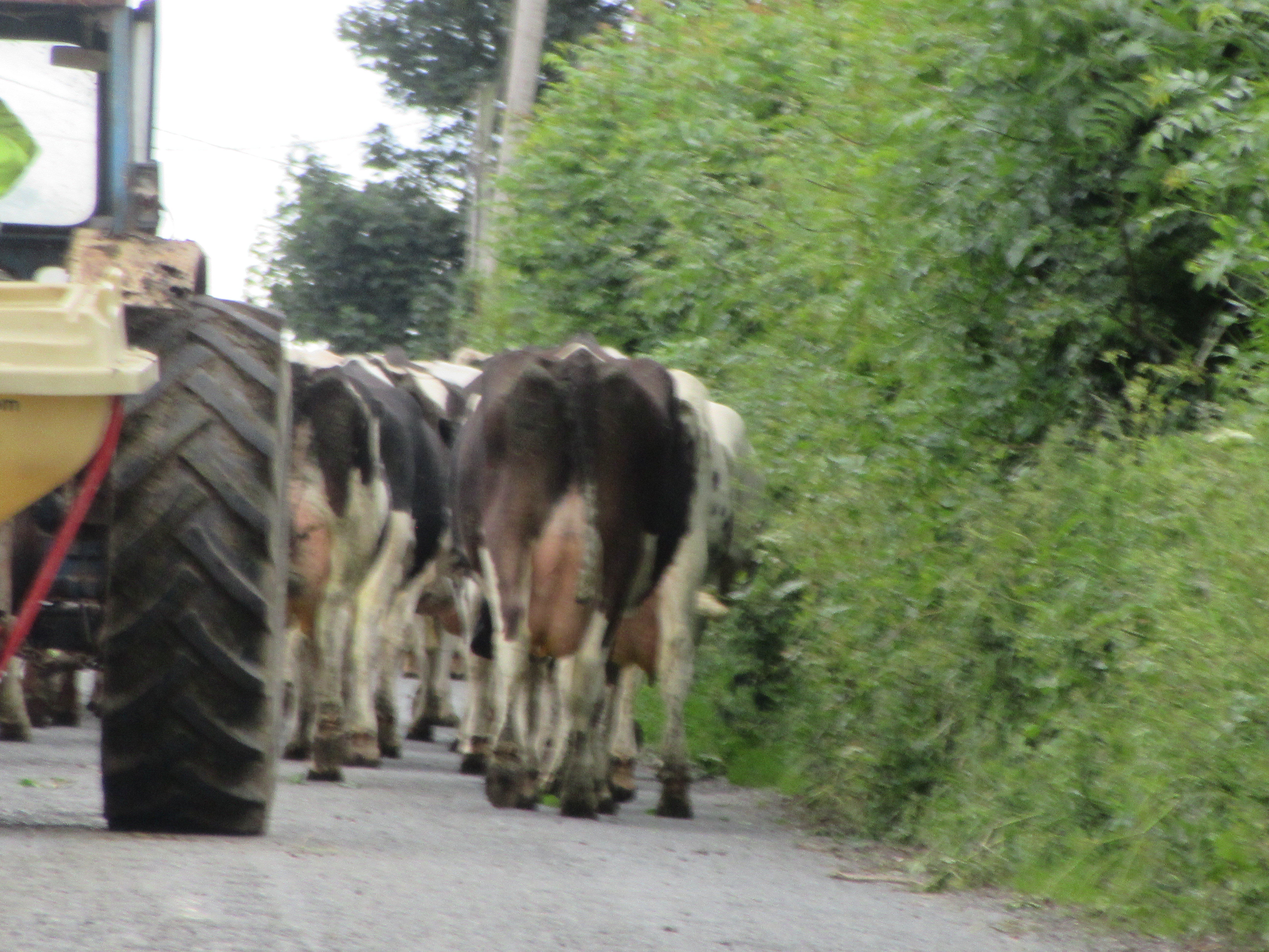 Cows in Road