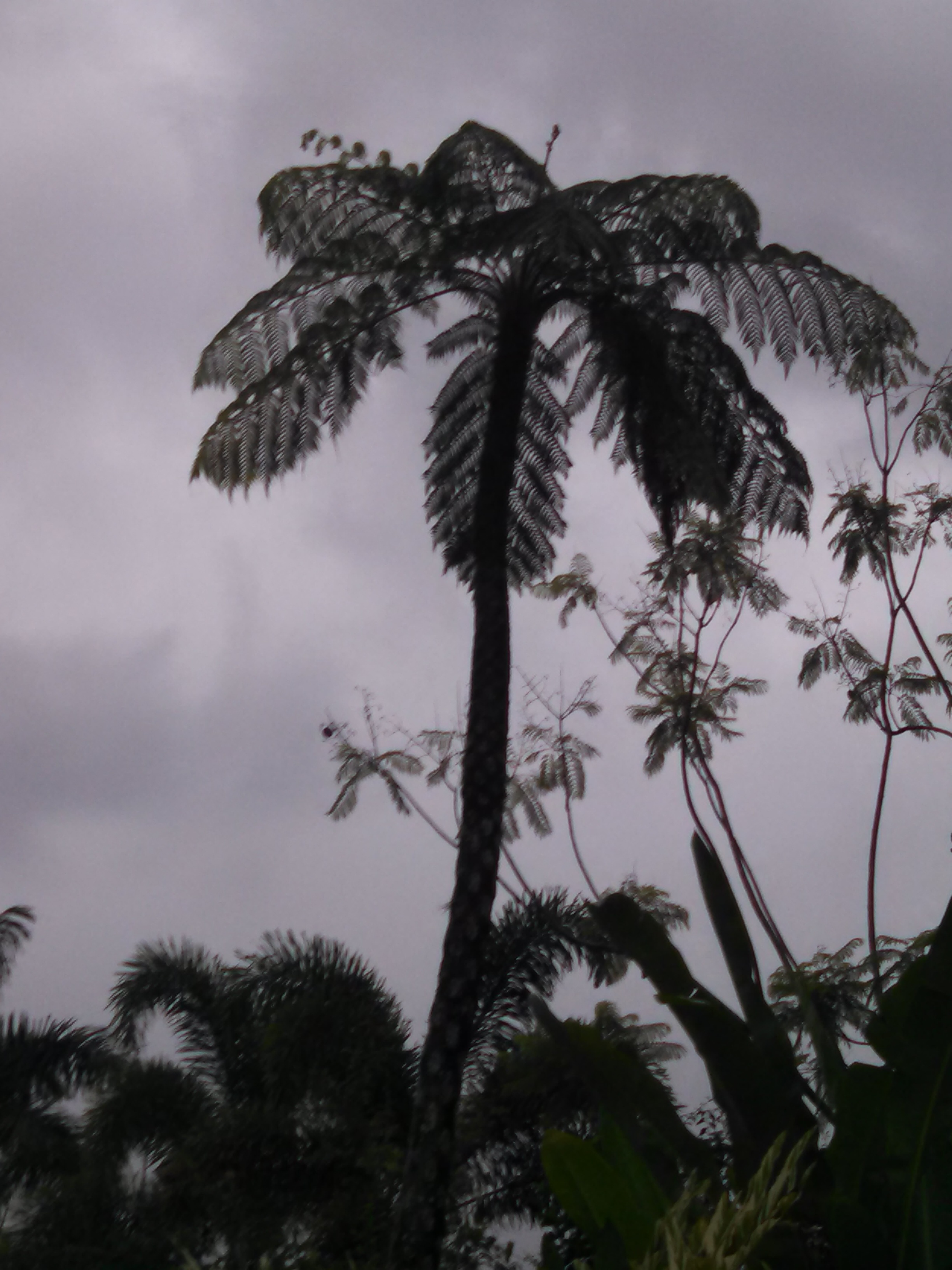 Palm in the Rain
