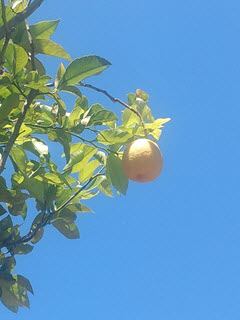 Sorrento Lemon