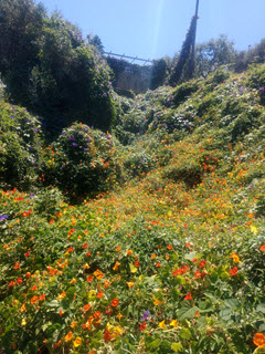 Wildflowers by the roadside