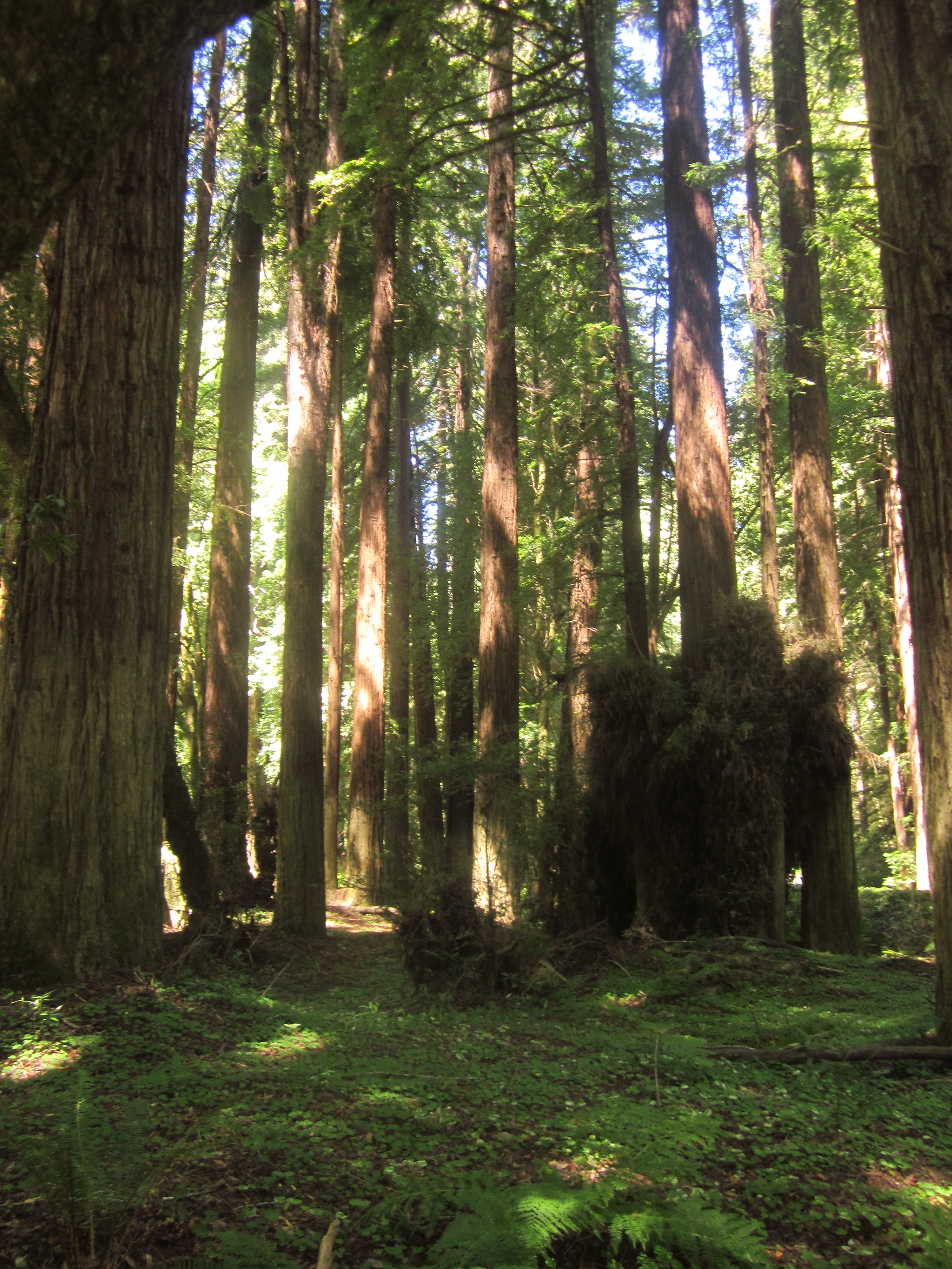 Redwoods near Mendocino