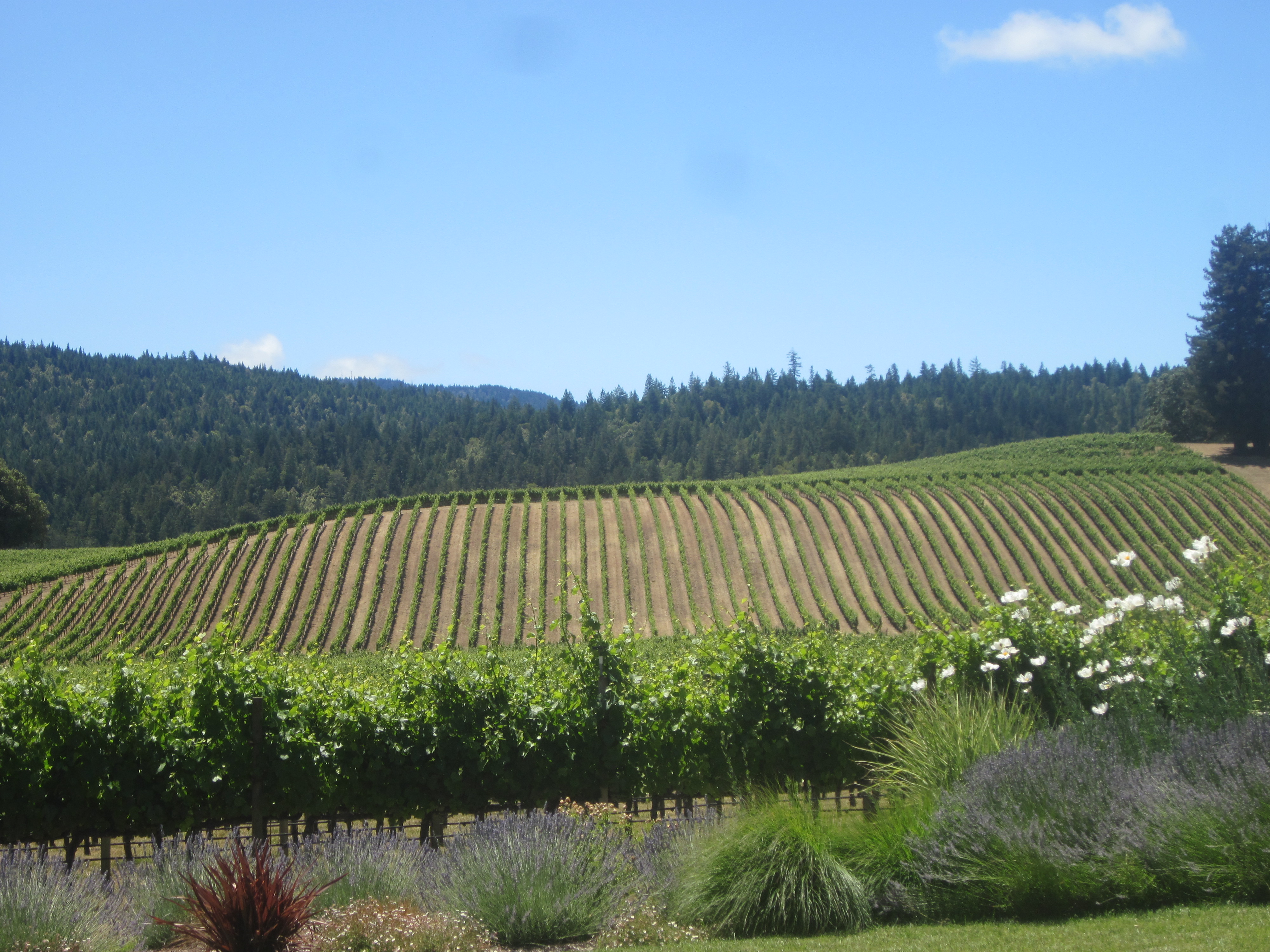 Hills covered with vines