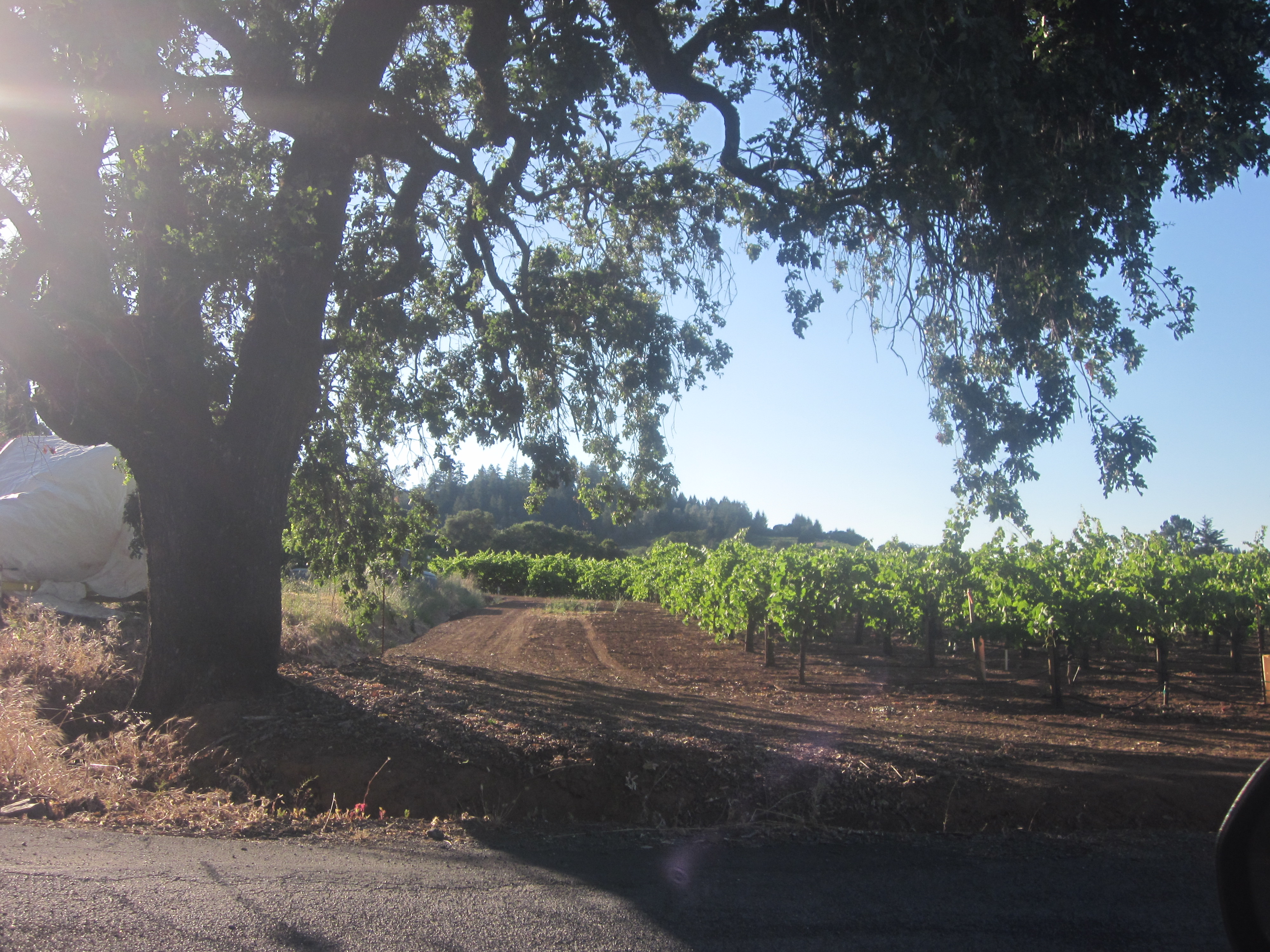 Evening arrives at a Russian River Winery