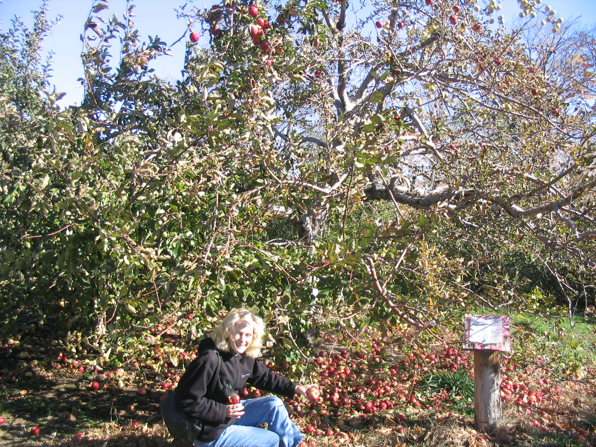 Gathering Fallen Apples