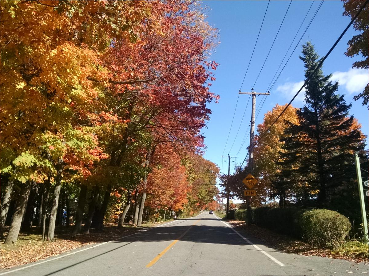 Ile d'Orleans Foliage