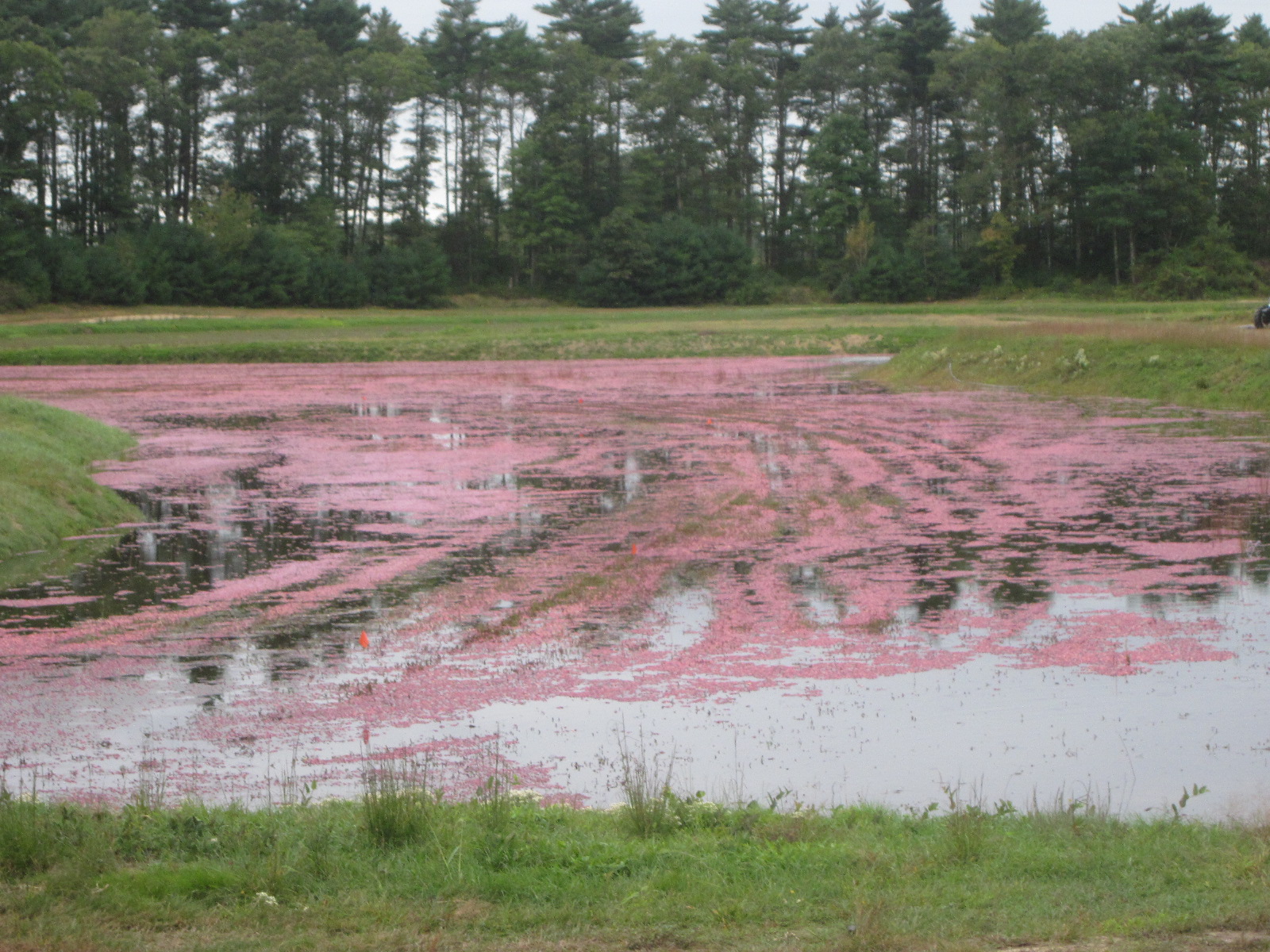 The Cranberry Harvest