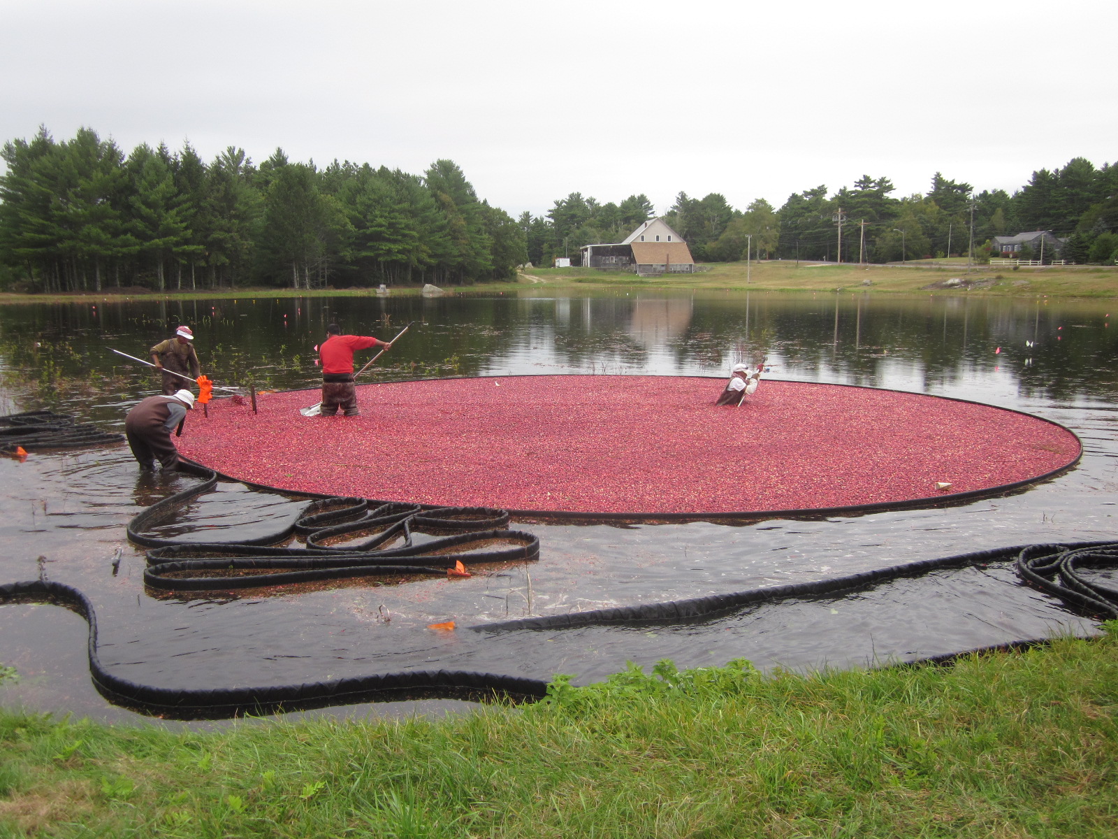 Pulling in the boom on the cranberry harvest