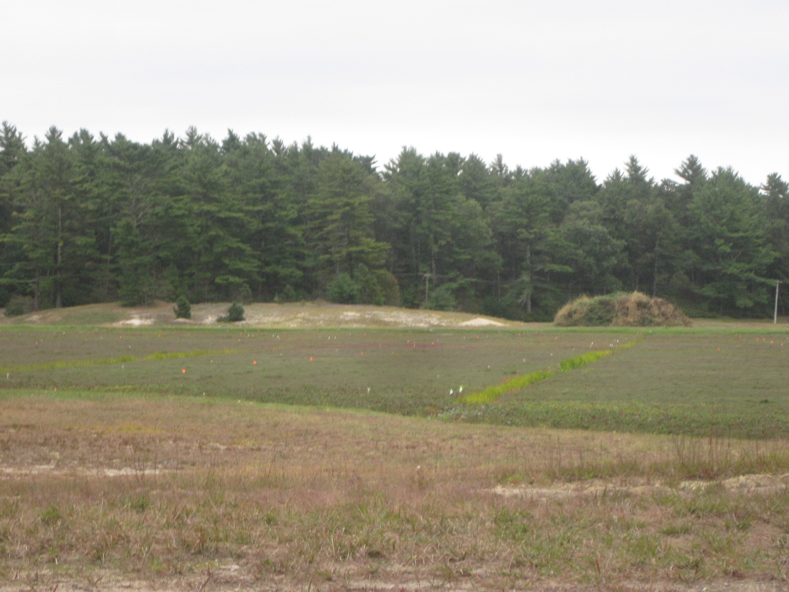 A cranberry bog most of the year