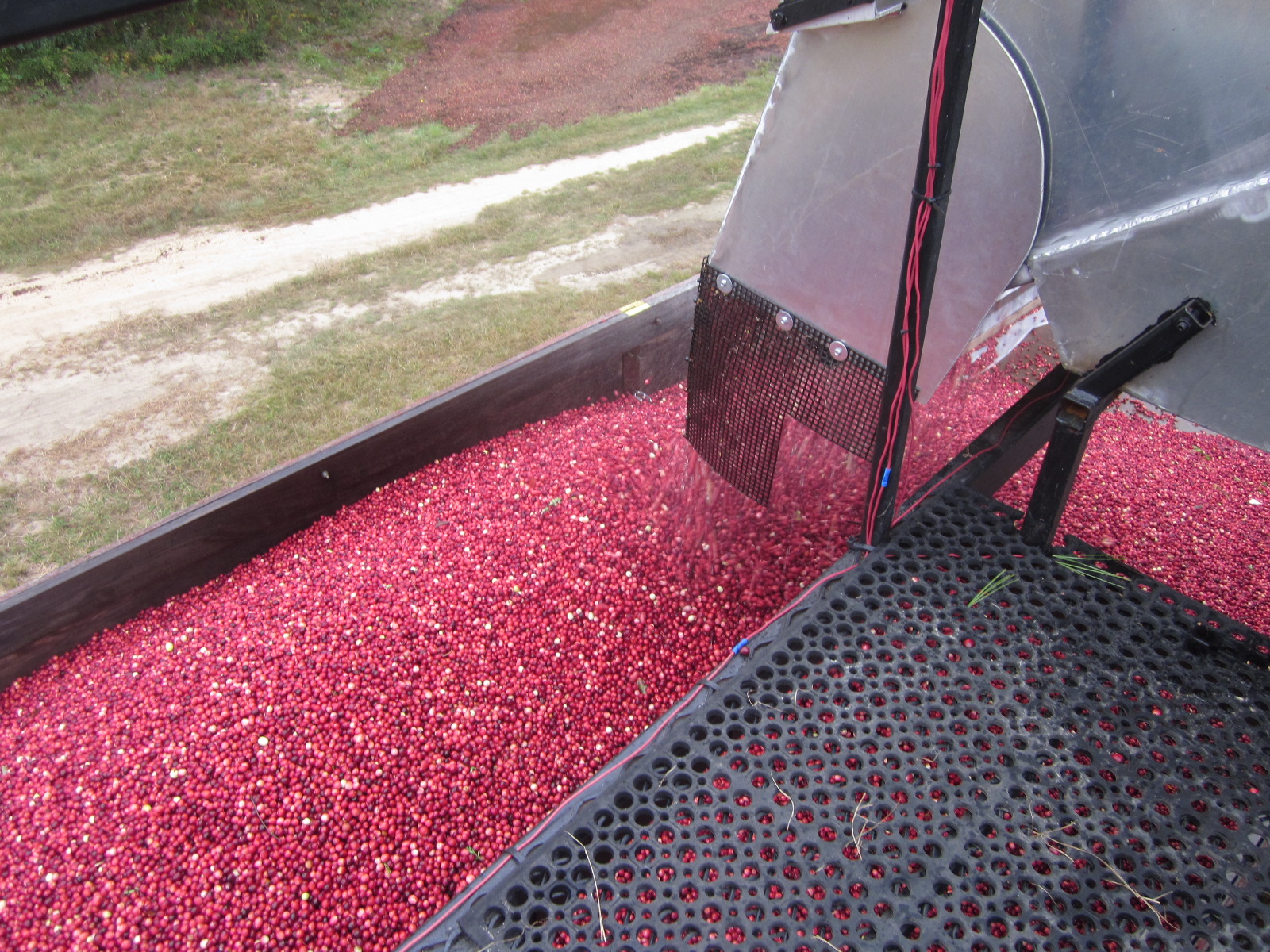 Berries in truck