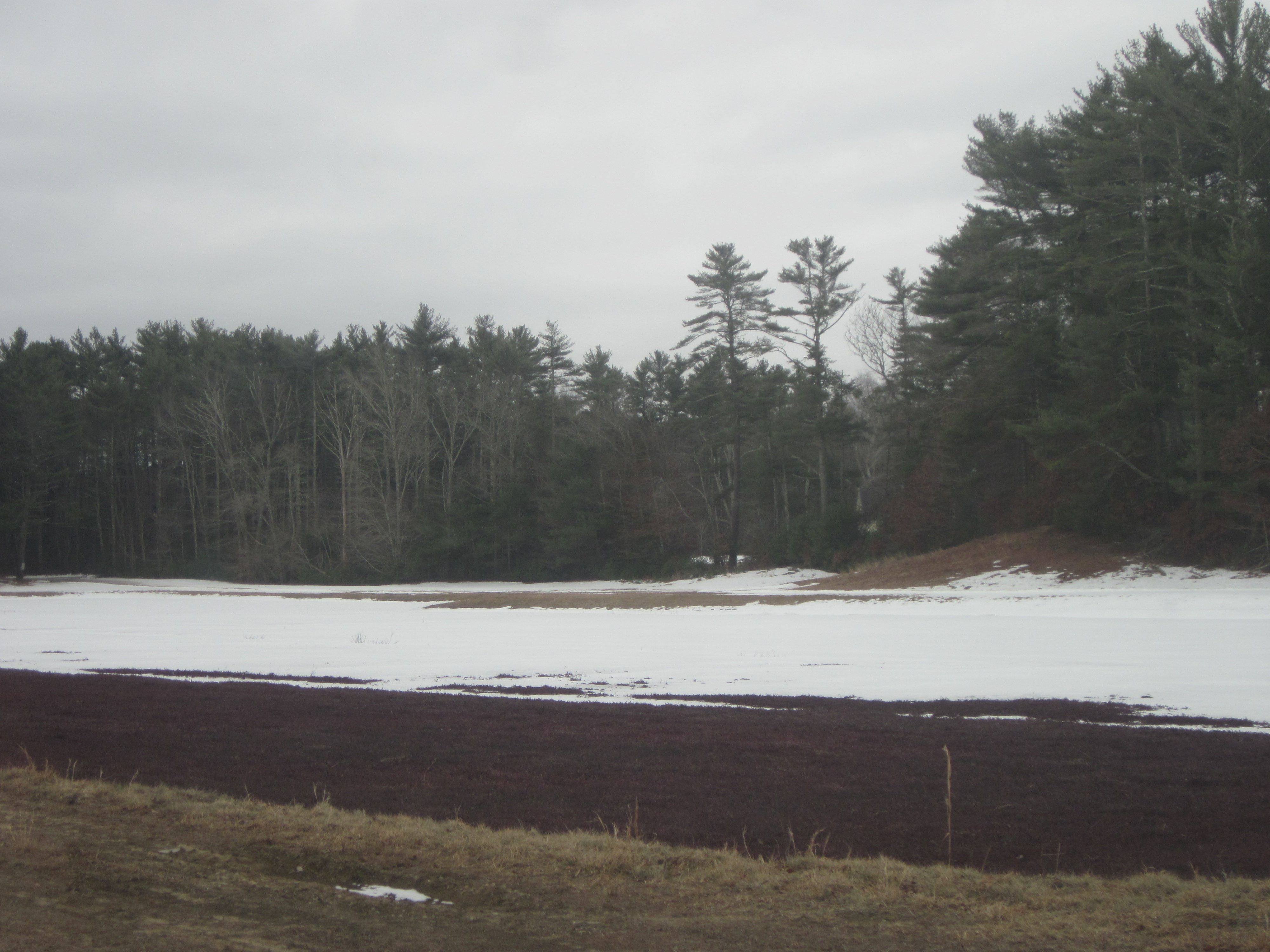 Frosty Cranberry Bog