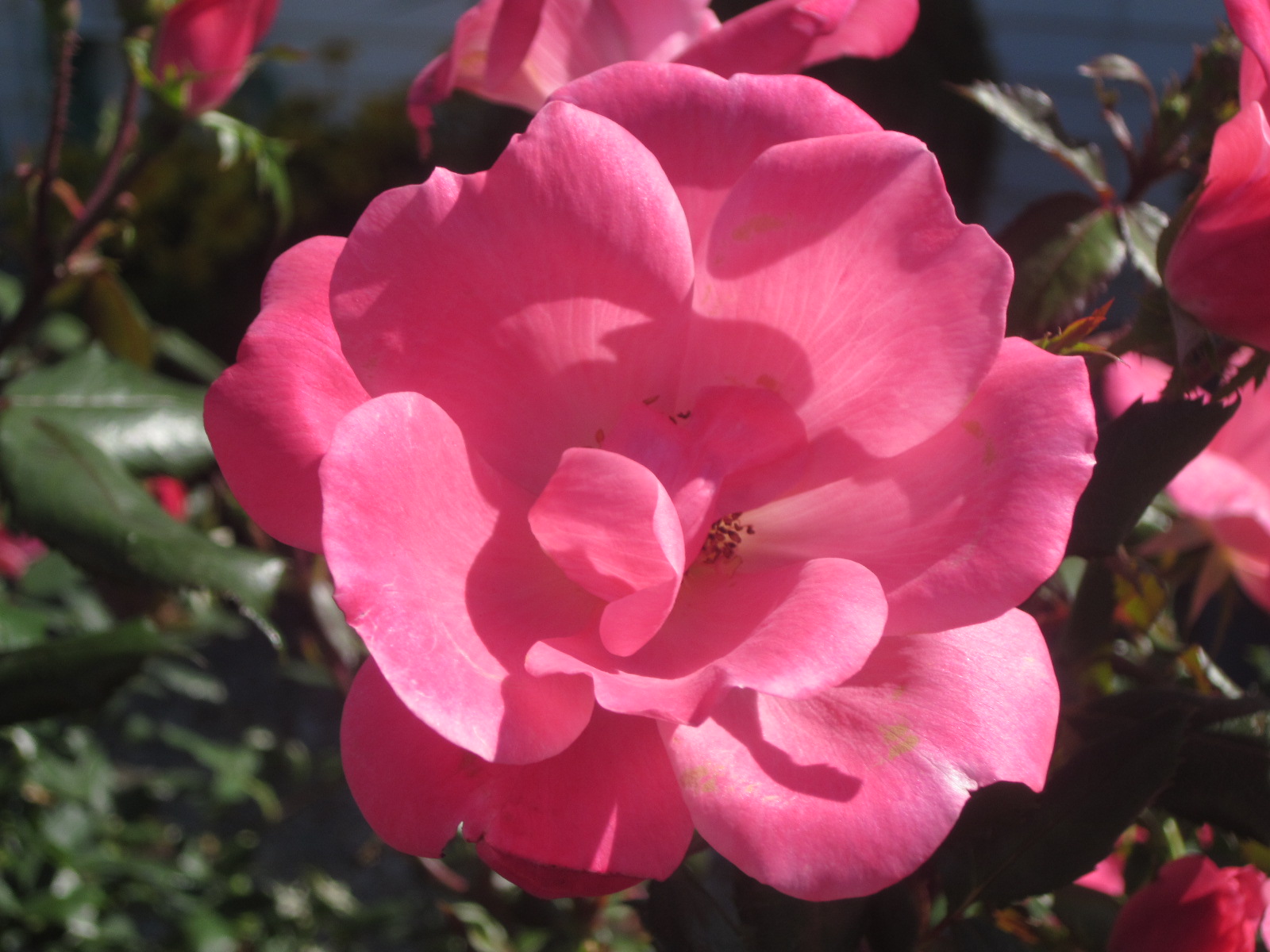 Hingham rose