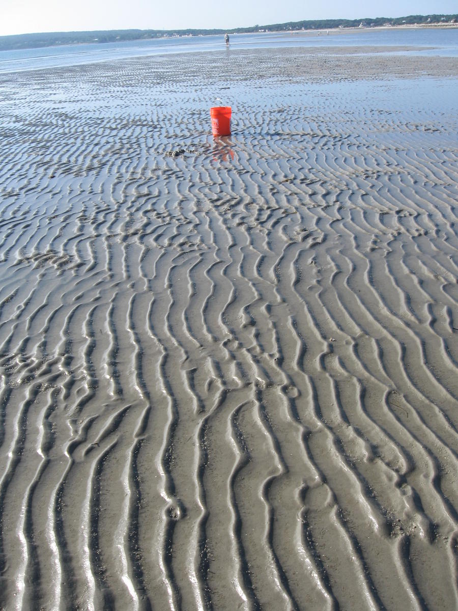 Clamming on Plymouth Long Beach