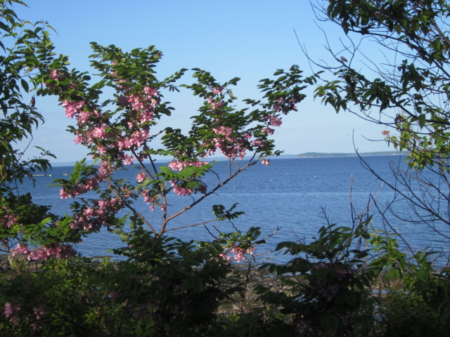 Penobscot Bay from Northport