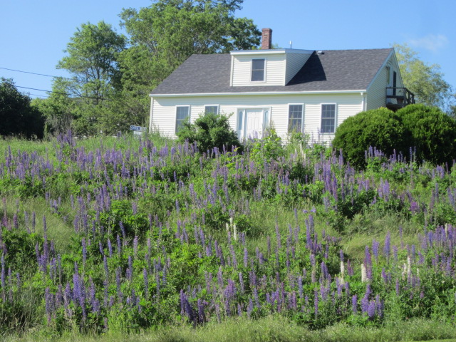 Lupines in Warren, ME
