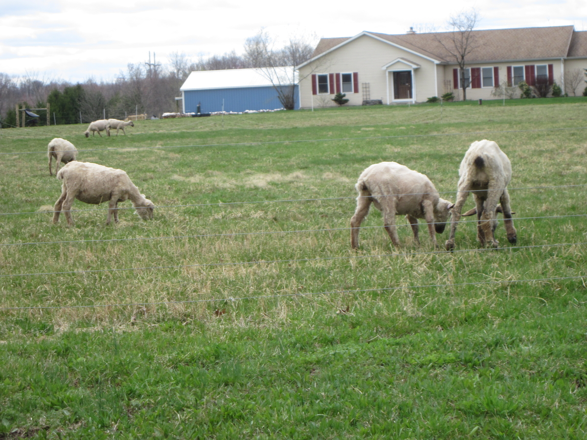 Spring Lambs in the Hudson Valley