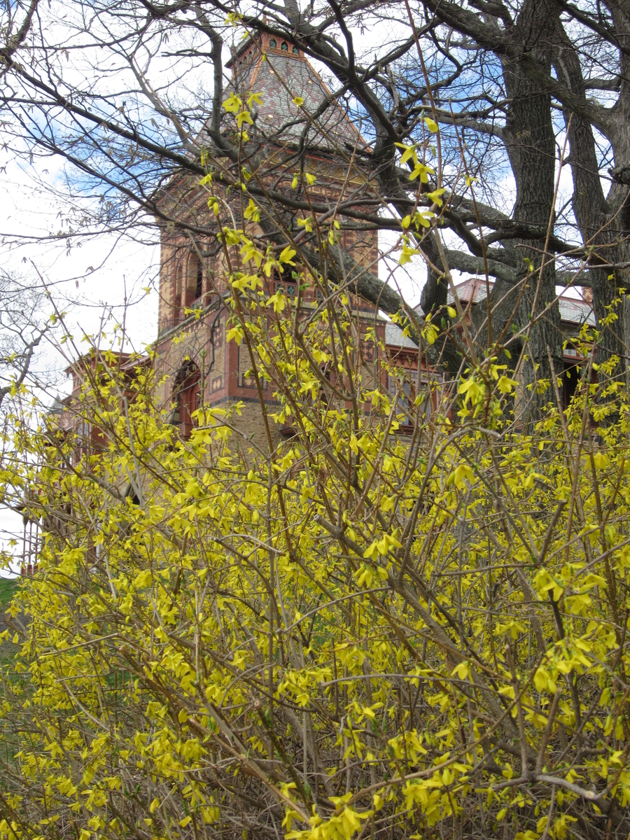 Olana beyond the forsythia
