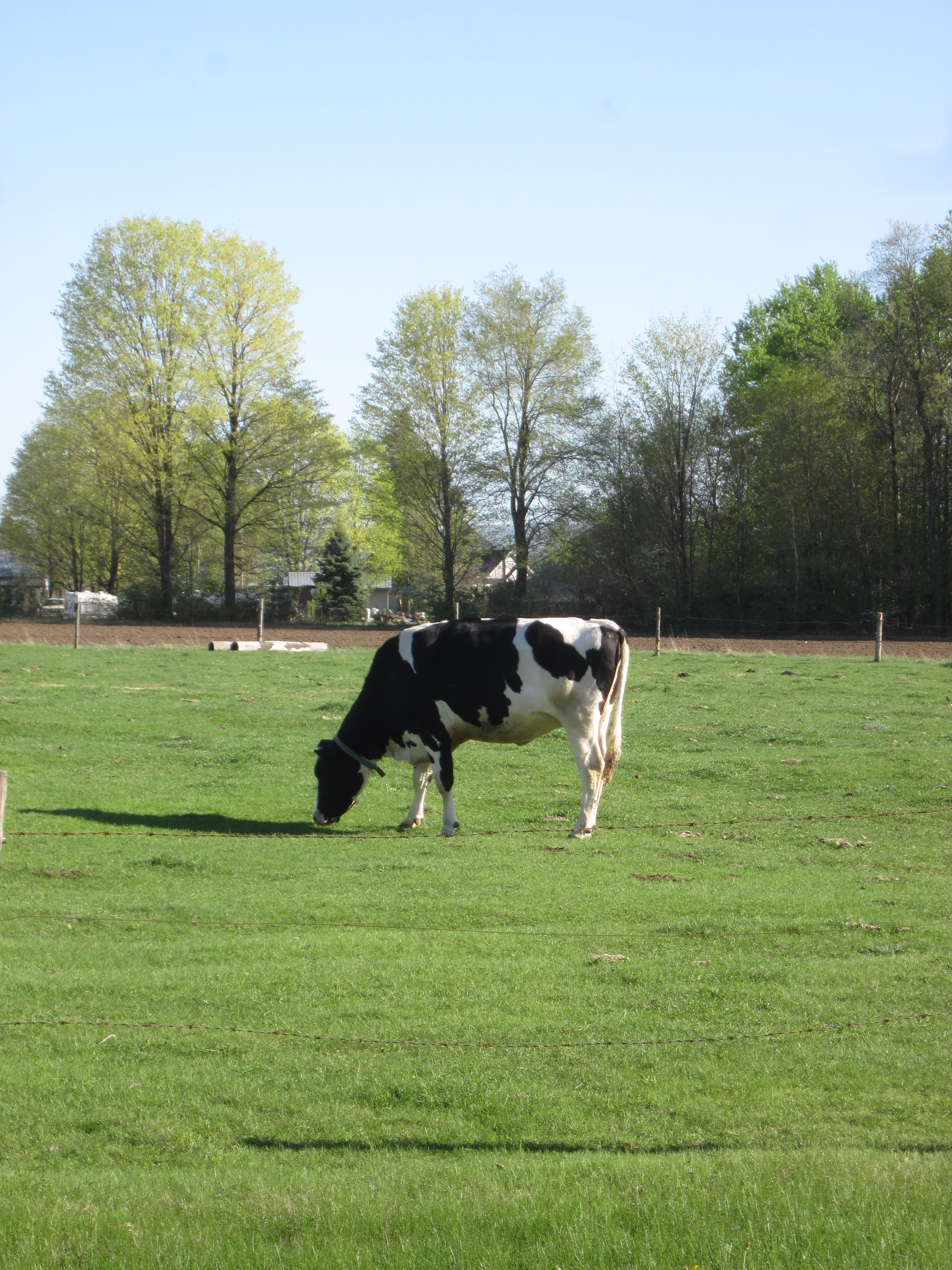 A happy Holstein 