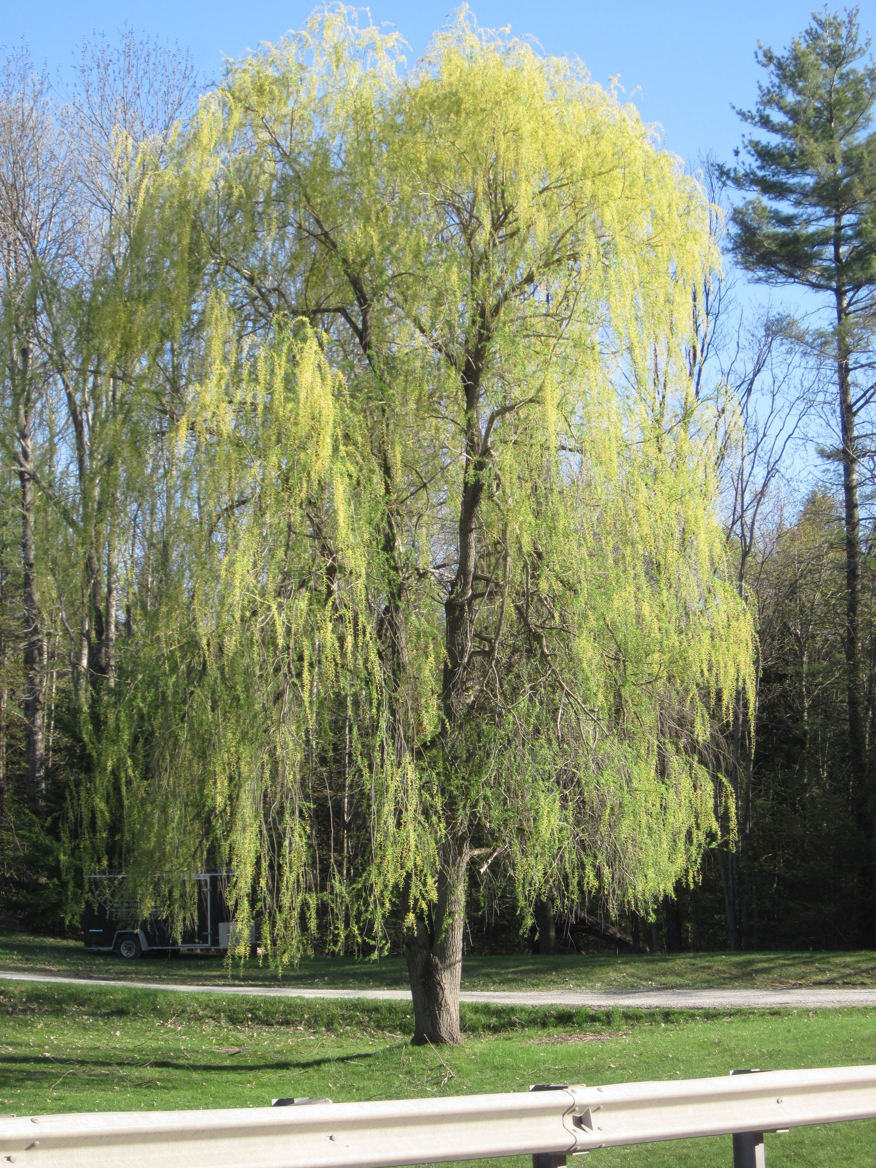 Spring Willow in North Hero, VT