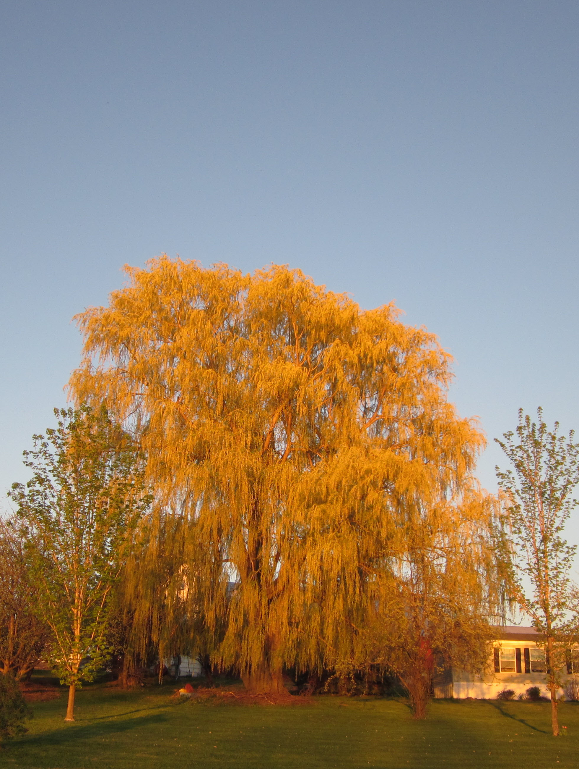 Evening Willow