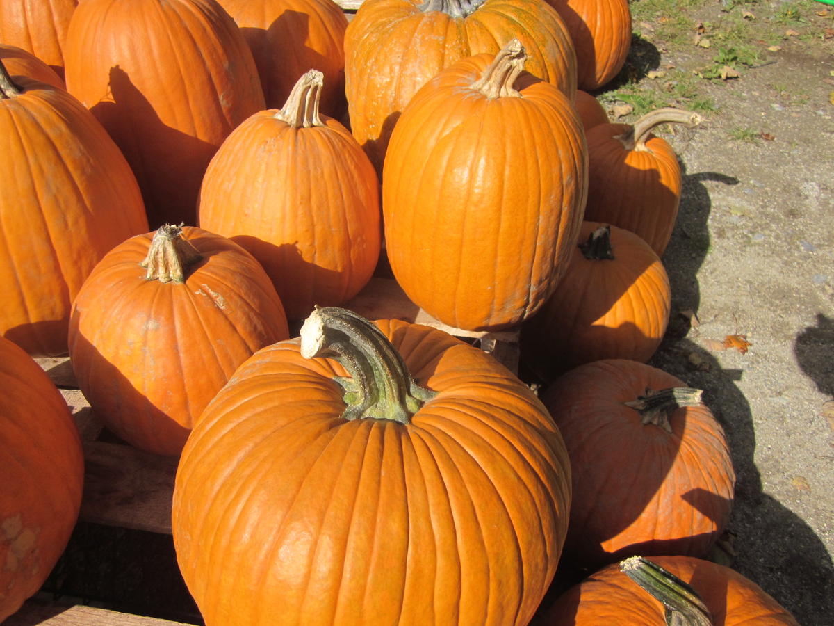 New Hampshire Pumpkins 