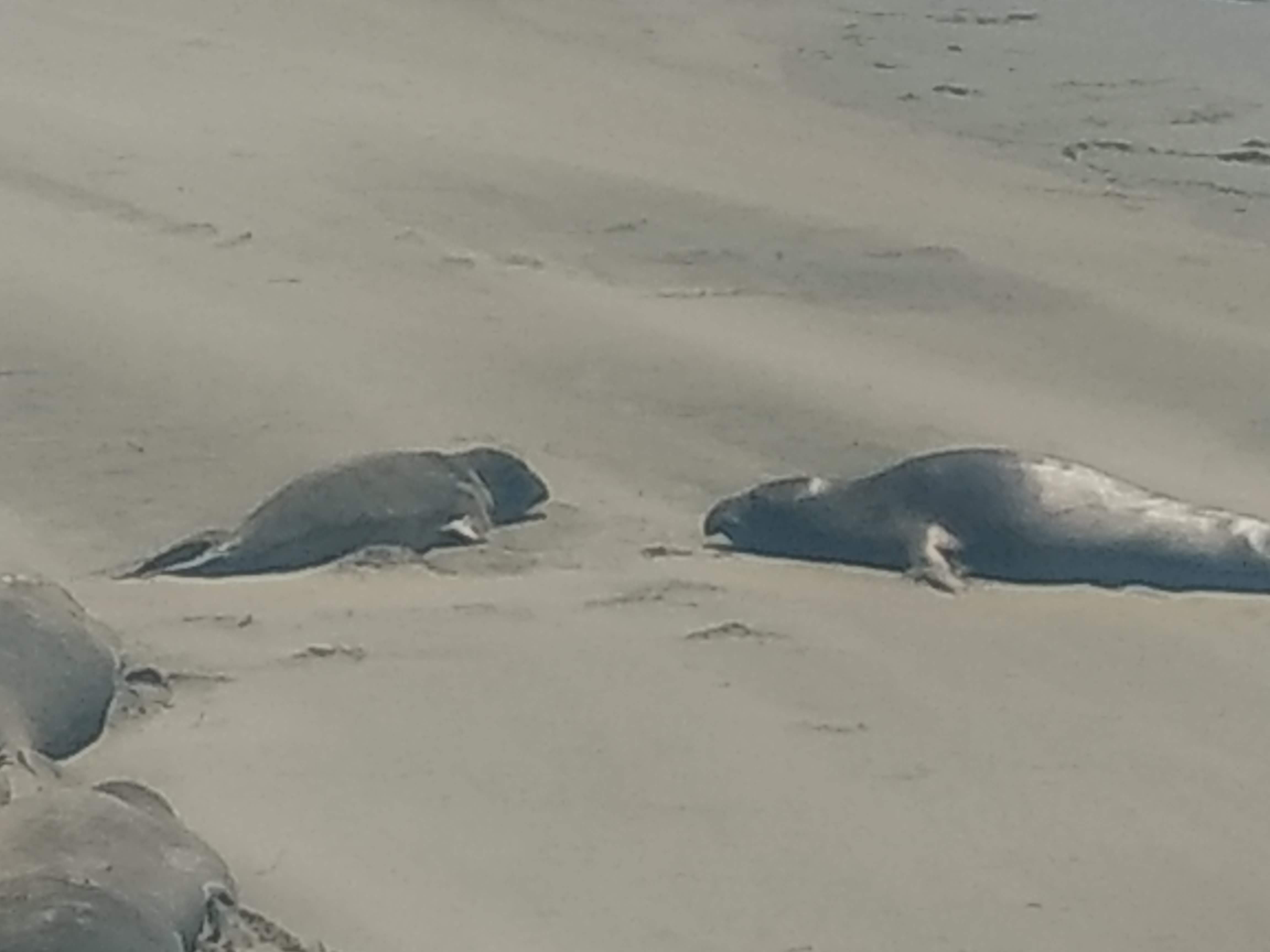 elephant seals