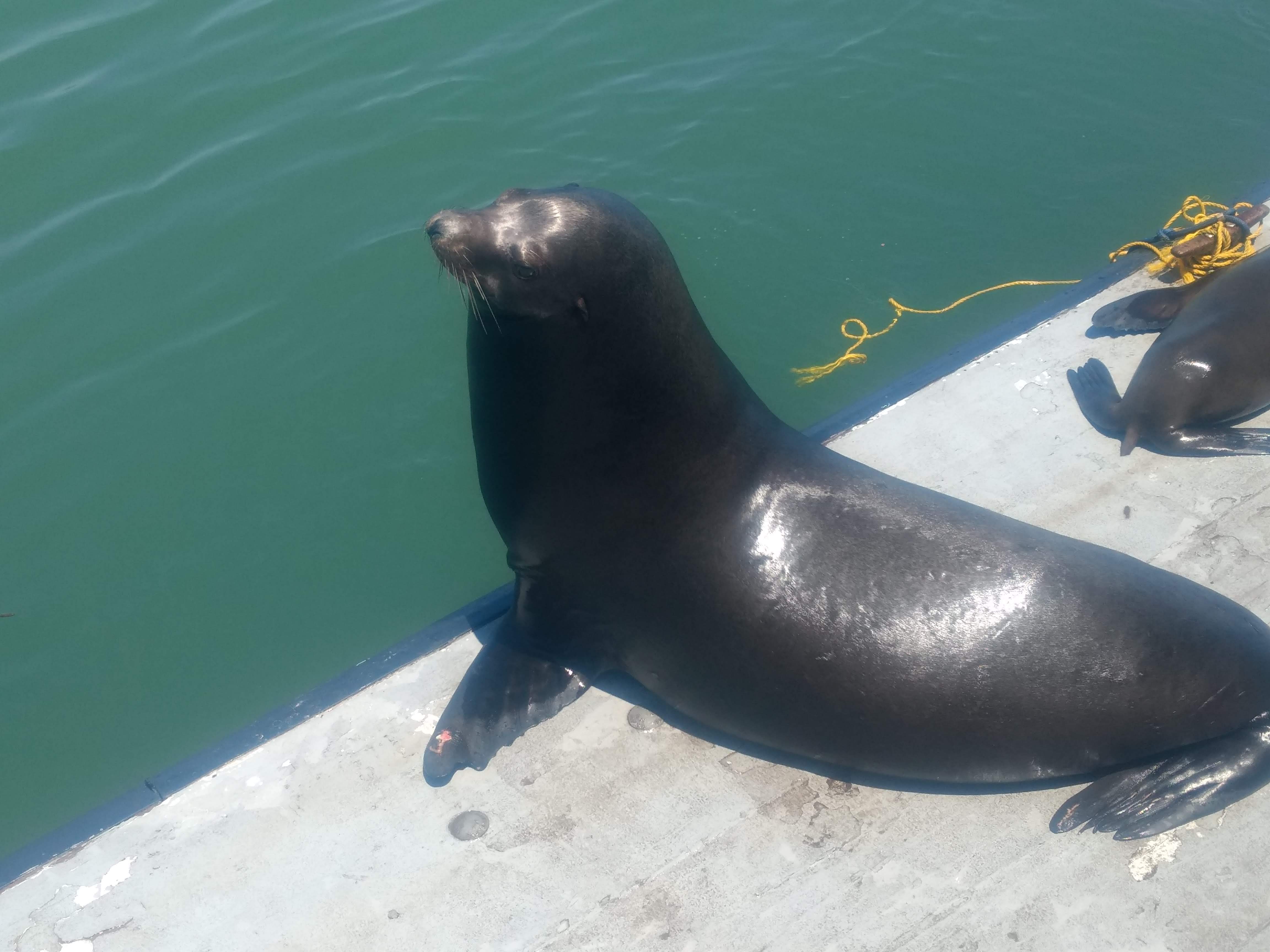 Sea Lion i Santa Cruz
