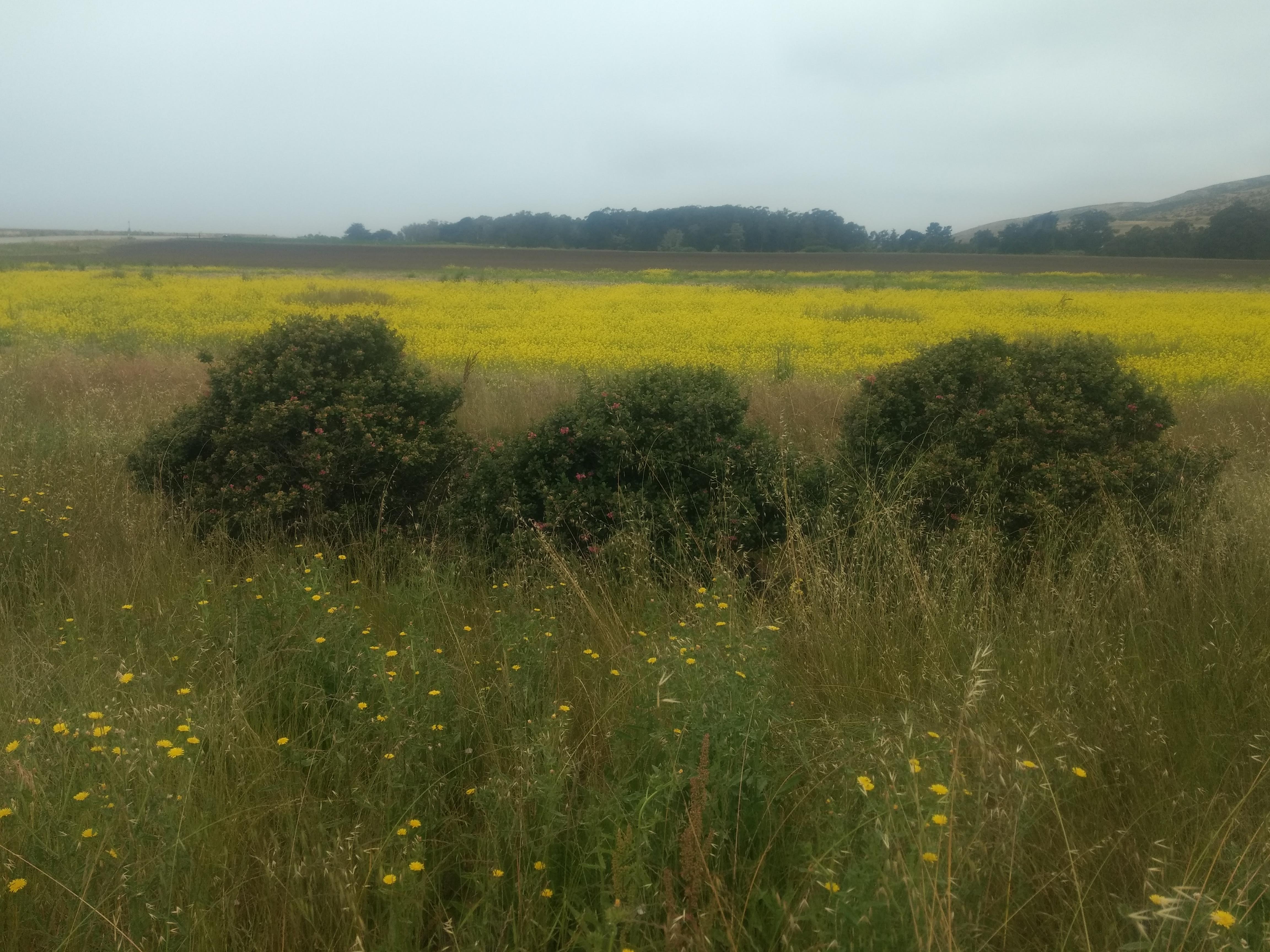 wildflowers