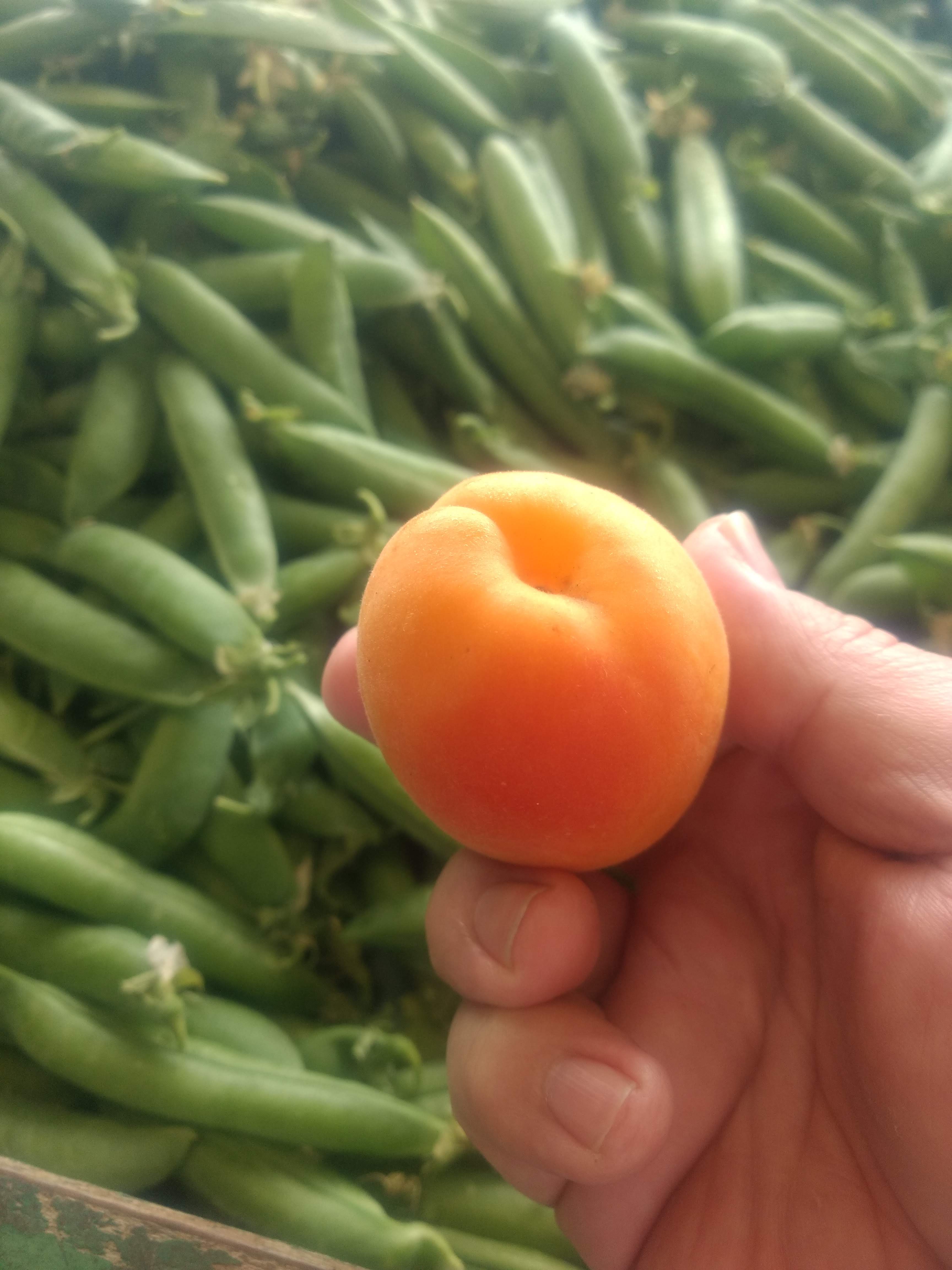 apricot and beans